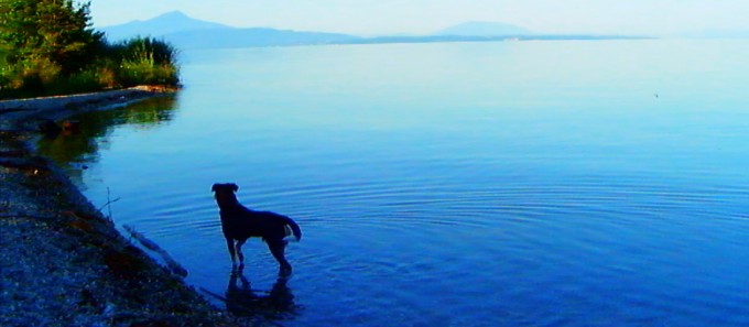 A dog in a lake.